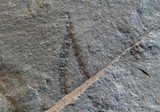 Dicranograptus